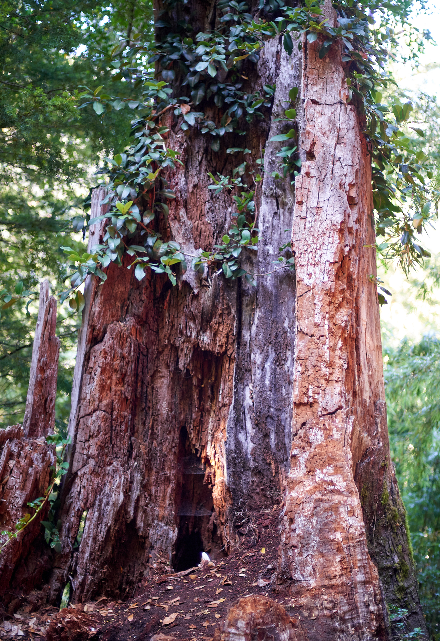 20200317 870 [칠레] 푸콘 우에르케우에 국립공원 트레킹